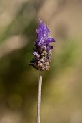DPPhotography - Mallorca - Lavandula dentata - A