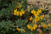 DPPhotography - Mallorca - Lotus cytisoides - C