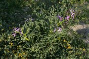 DPPhotography - Mallorca - Matthiola sinuata - A