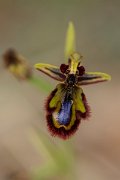 DPPhotography - Mallorca - Ophrys speculum - A