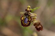 DPPhotography - Mallorca - Ophrys speculum - D
