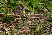 DPPhotography - Mallorca - Orobanche mutelii - B