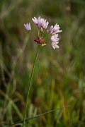 DPPhotography - Mallorca - Rosy garlic, Allium roseum - A