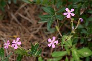 DPPhotography - Mallorca - Silene pseudoatocion - A