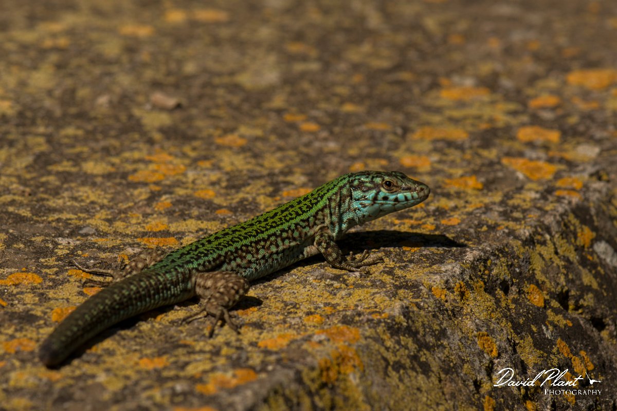 DPPhotography - Mallorca - Ibiza wall lizard - A.jpg - Ibiza wall lizard - Palma Cathedral, Mallorca