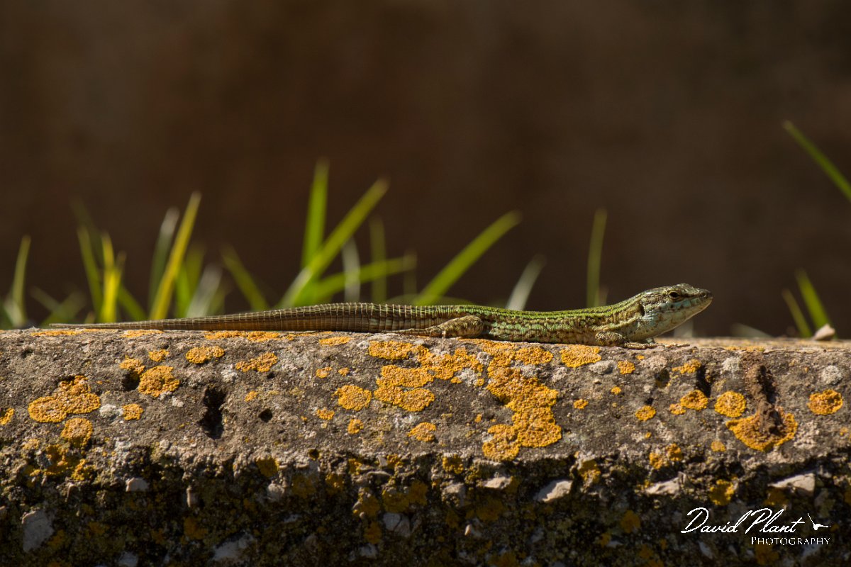 DPPhotography - Mallorca - Ibiza wall lizard - B.jpg - Ibiza wall lizard - Palma Cathedral, Mallorca