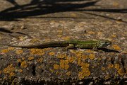 DPPhotography - Mallorca - Ibiza wall lizard - C