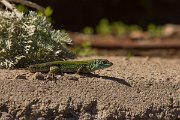DPPhotography - Mallorca - Ibiza wall lizard - D