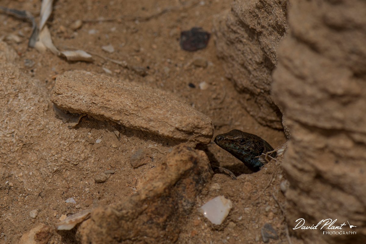 DPPhotography - Mallorca - Italian wall lizard - B.jpg - Italian wall lizard - Colonia Sant Jordi, Mallorca
