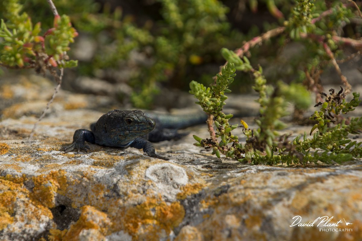 DPPhotography - Mallorca - Italian wall lizard - D.jpg - Italian wall lizard - Colonia Sant Jordi, Mallorca