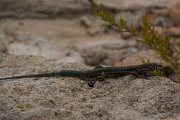 DPPhotography - Mallorca - Italian wall lizard - A