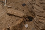 DPPhotography - Mallorca - Italian wall lizard - B