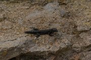 DPPhotography - Mallorca - Italian wall lizard - C