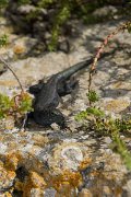 DPPhotography - Mallorca - Italian wall lizard - E