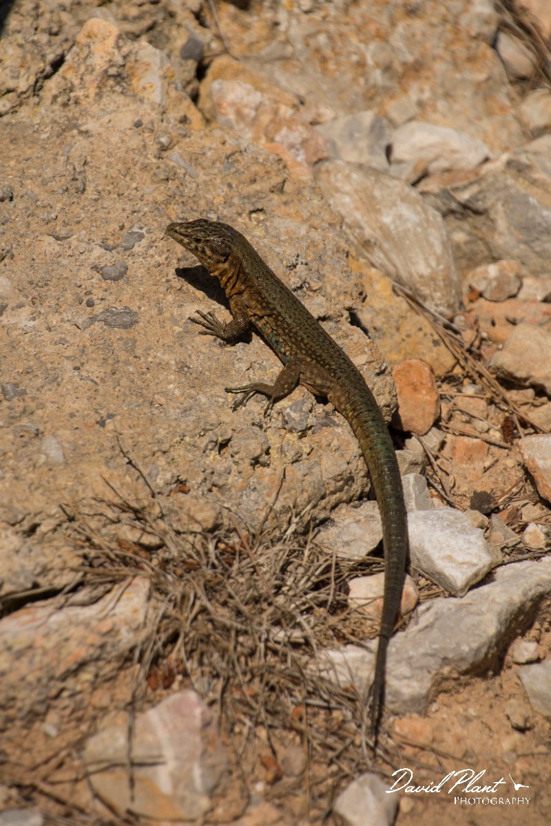 DPPhotography - Mallorca - Lilford's wall lizard gigliolii - A.jpg - Lilford's wall lizard, gigliolii - Sa Dragonera, Mallorca