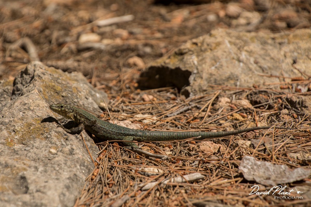 DPPhotography - Mallorca - Lilford's wall lizard gigliolii - B.jpg - Lilford's wall lizard, gigliolii - Sa Dragonera, Mallorca