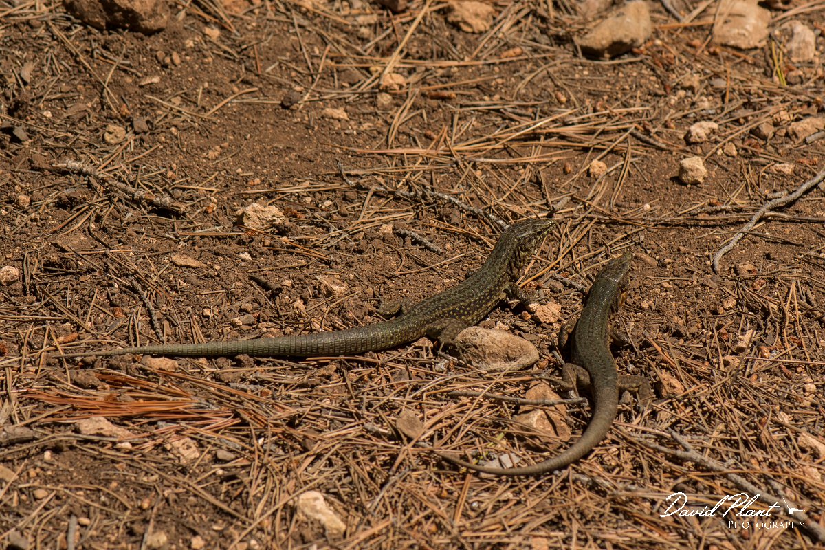 DPPhotography - Mallorca - Lilford's wall lizard gigliolii - C.jpg - Lilford's wall lizard, gigliolii - Sa Dragonera, Mallorca