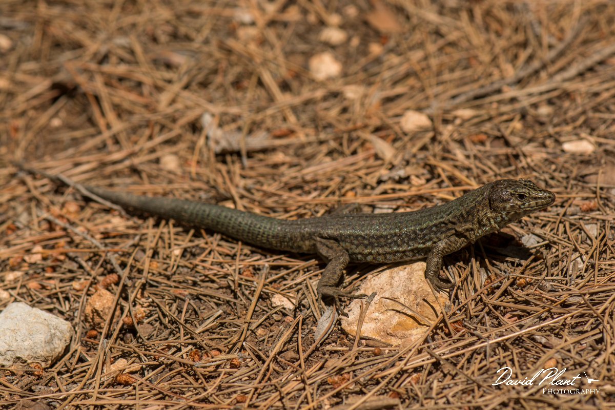 DPPhotography - Mallorca - Lilford's wall lizard gigliolii - E.jpg - Lilford's wall lizard, gigliolii - Sa Dragonera, Mallorca
