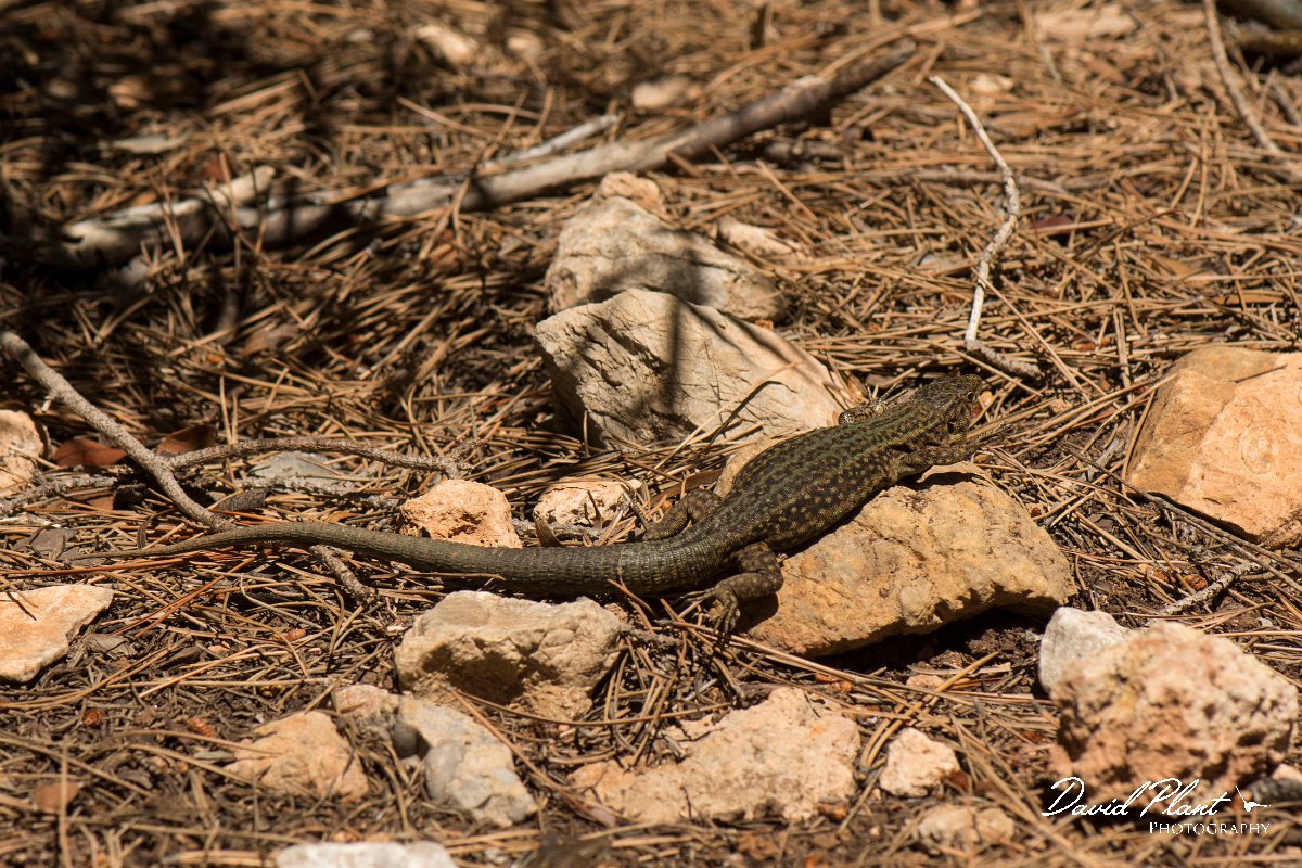 DPPhotography - Mallorca - Lilford's wall lizard gigliolii - G.jpg - Lilford's wall lizard, gigliolii - Sa Dragonera, Mallorca