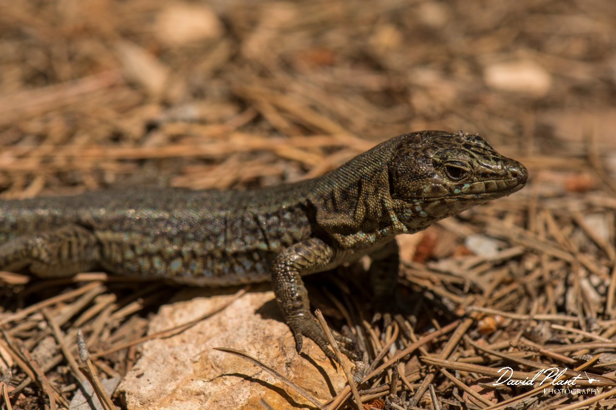 DPPhotography - Mallorca - Lilford's wall lizard gigliolii - H.jpg - Lilford's wall lizard, gigliolii - Sa Dragonera, Mallorca