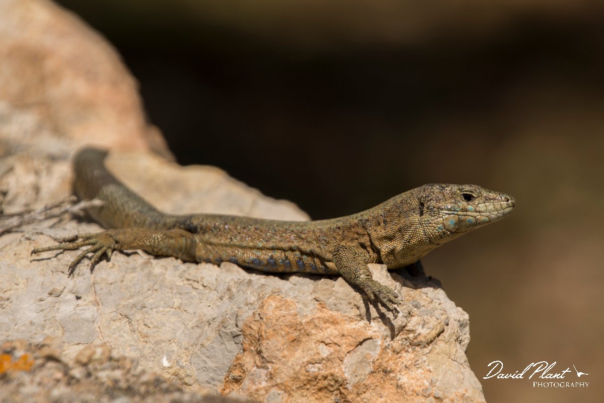 DPPhotography - Mallorca - Lilford's wall lizard gigliolii - J.jpg - Lilford's wall lizard, gigliolii - Sa Dragonera, Mallorca