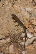 DPPhotography - Mallorca - Lilford's wall lizard gigliolii - A