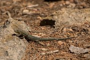DPPhotography - Mallorca - Lilford's wall lizard gigliolii - B