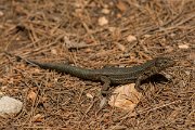DPPhotography - Mallorca - Lilford's wall lizard gigliolii - E