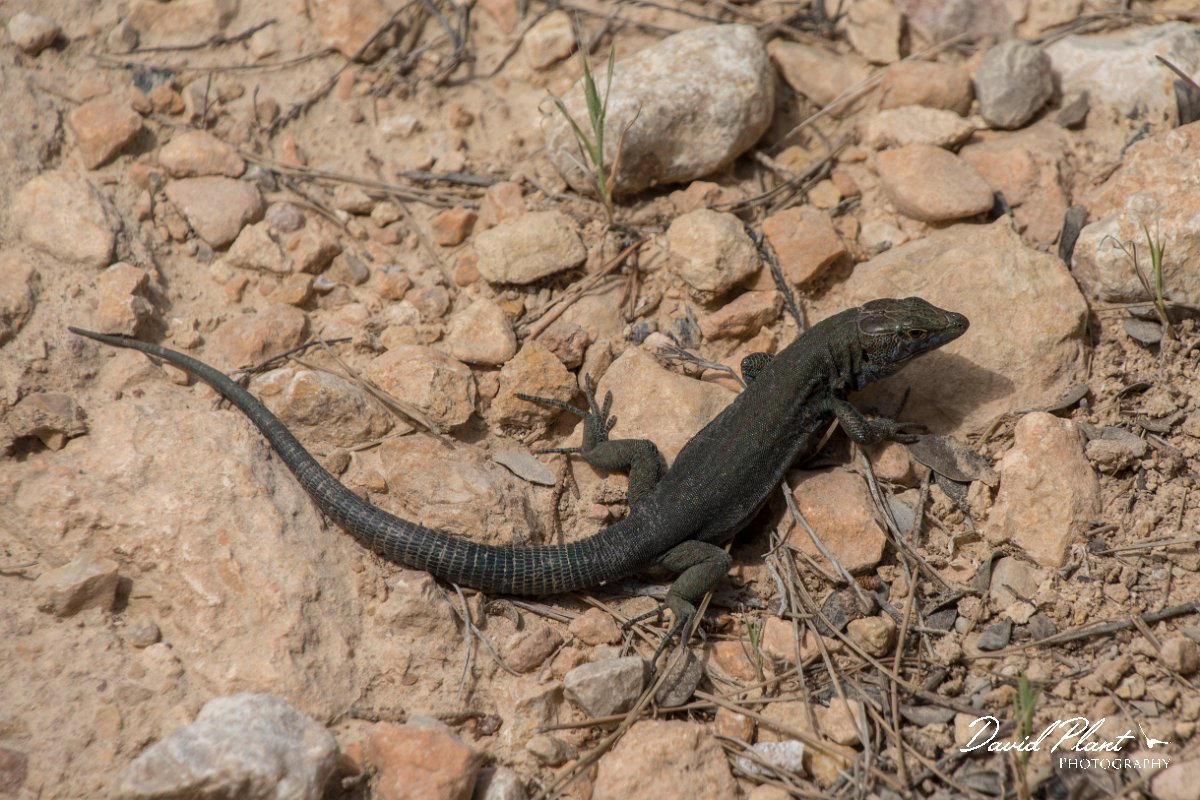 DPPhotography - Mallorca - Lilford's wall lizard kuligae - A.jpg - Lilford's wall lizard, kuligae - Cabrera, Mallorca