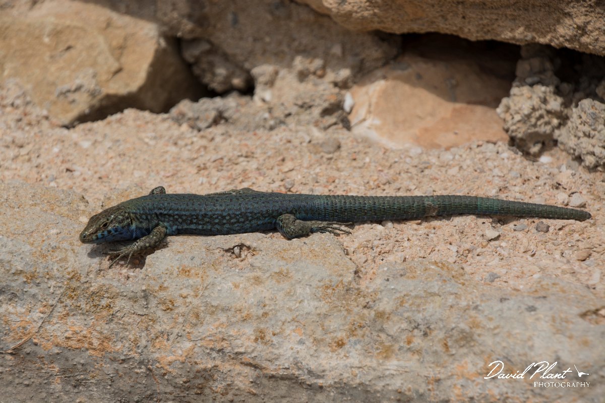 DPPhotography - Mallorca - Lilford's wall lizard kuligae - D.jpg - Lilford's wall lizard, kuligae - Cabrera, Mallorca