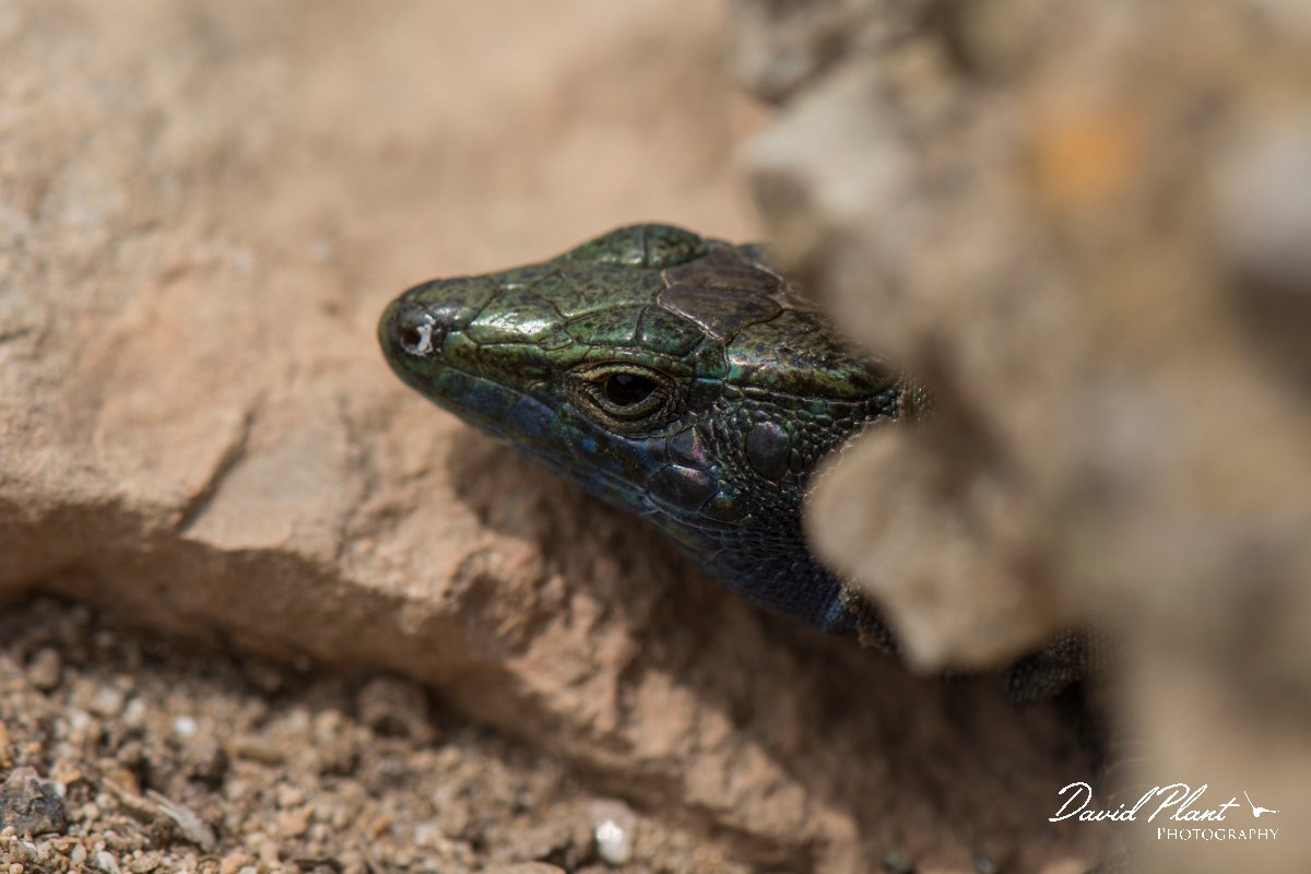 DPPhotography - Mallorca - Lilford's wall lizard kuligae - F.jpg - Lilford's wall lizard, kuligae - Cabrera, Mallorca