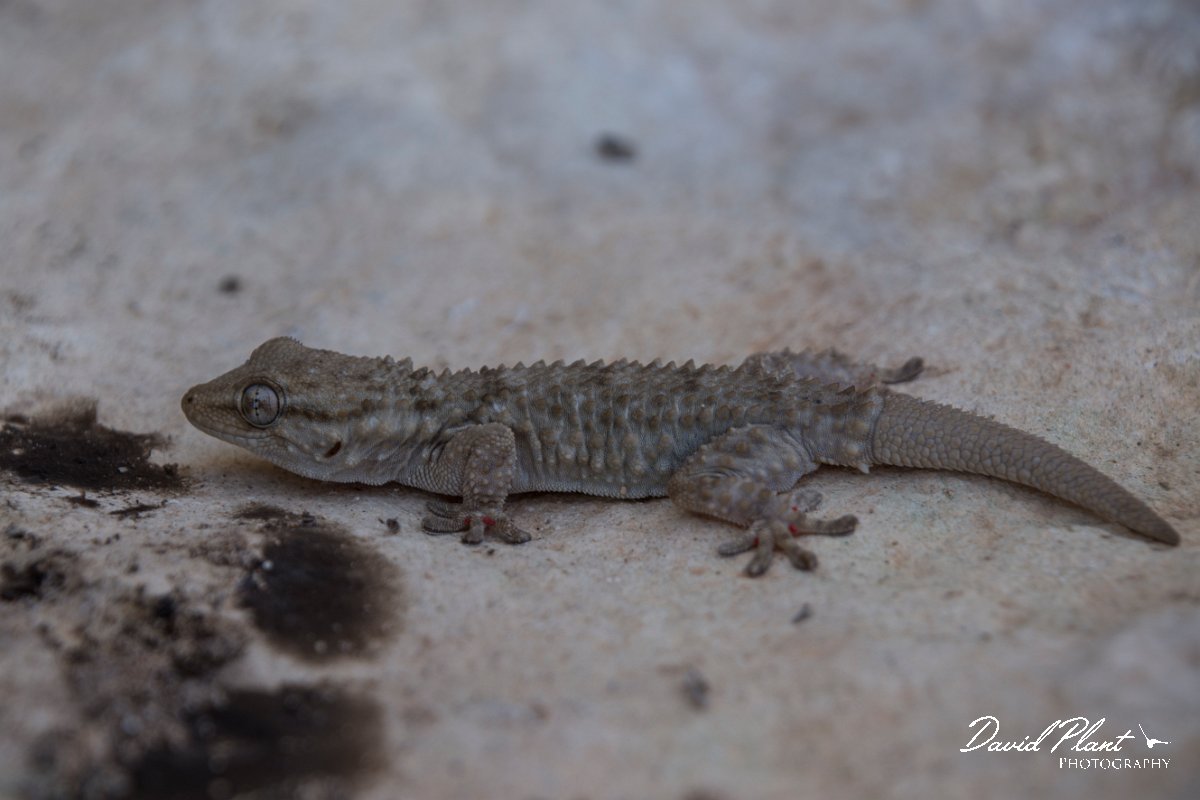 DPPhotography - Mallorca - Moorish gecko - C.jpg - Moorish gecko - Cap de Cala Figuera, Mallorca