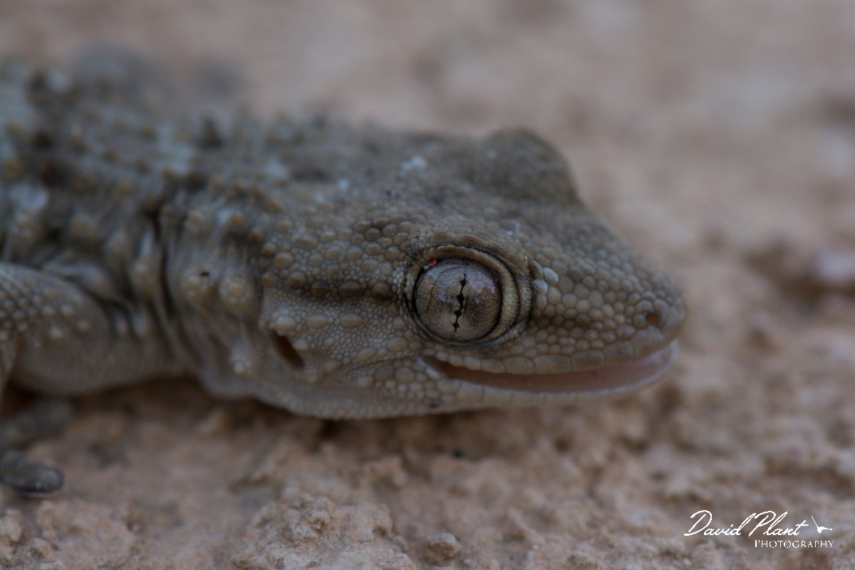 DPPhotography - Mallorca - Moorish gecko - E.jpg - Moorish gecko - Cap de Cala Figuera, Mallorca