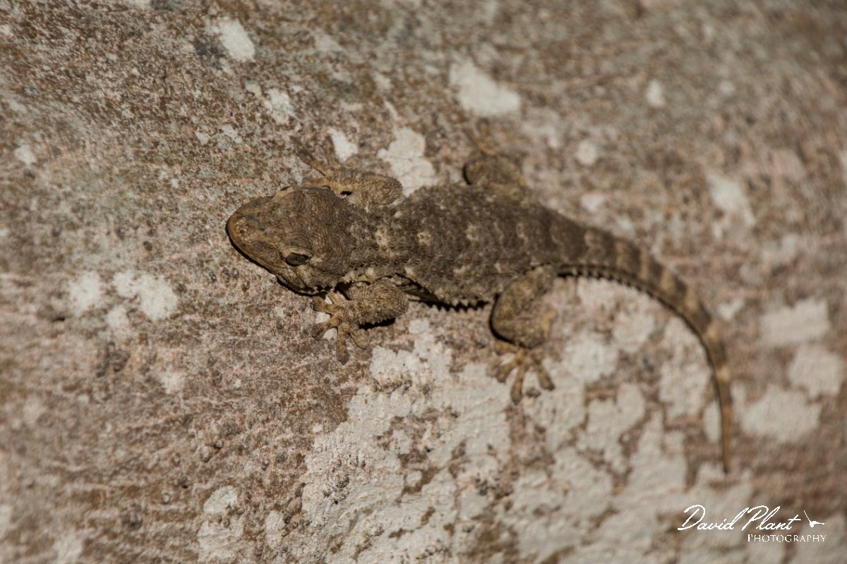 DPPhotography - Mallorca - Moorish gecko - F.jpg - Moorish gecko - s'Albufera, Mallorca