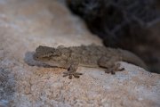 DPPhotography - Mallorca - Moorish gecko - B
