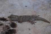 DPPhotography - Mallorca - Moorish gecko - C