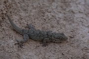 DPPhotography - Mallorca - Moorish gecko - D