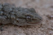 DPPhotography - Mallorca - Moorish gecko - E