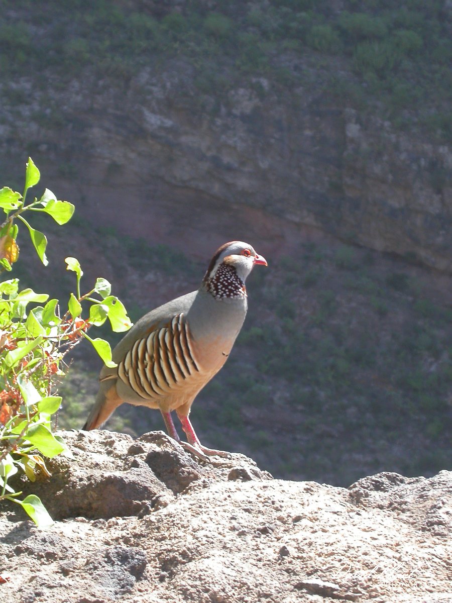 David Plant Photography - Wildlife Photographer - Barbary partridge.JPG - Barbary partridge