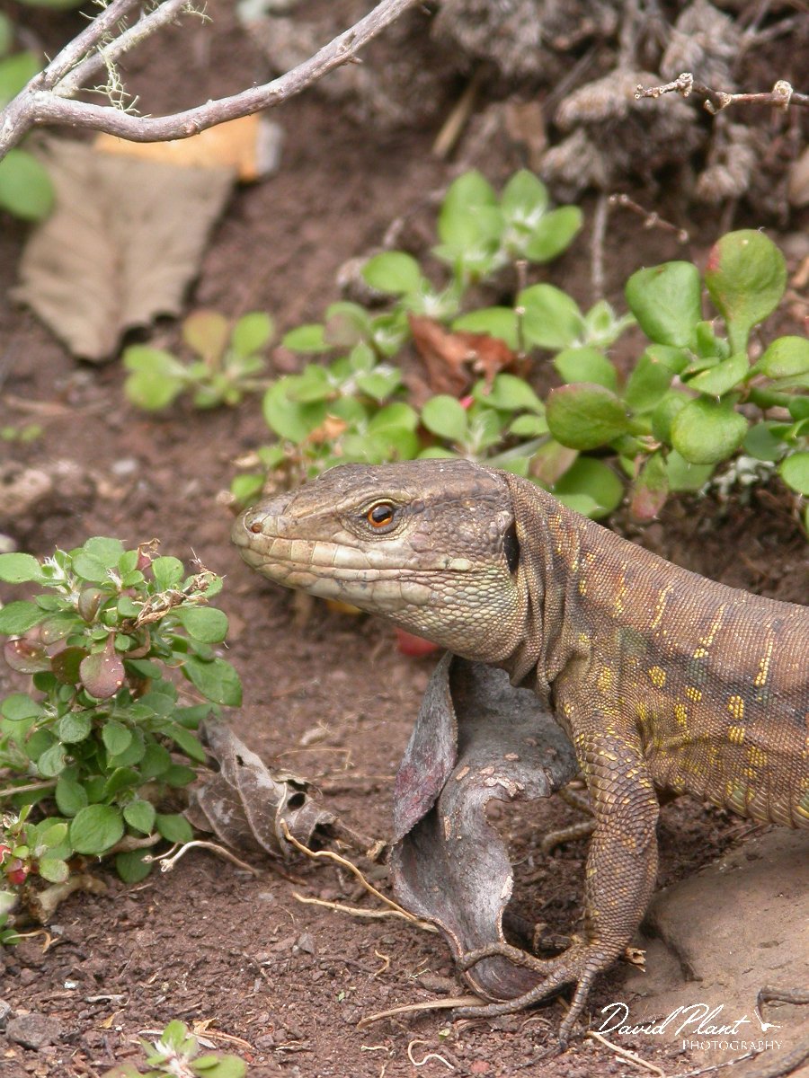 David Plant Photography - Wildlife Photographer - Canary lizard.JPG - Canary lizard