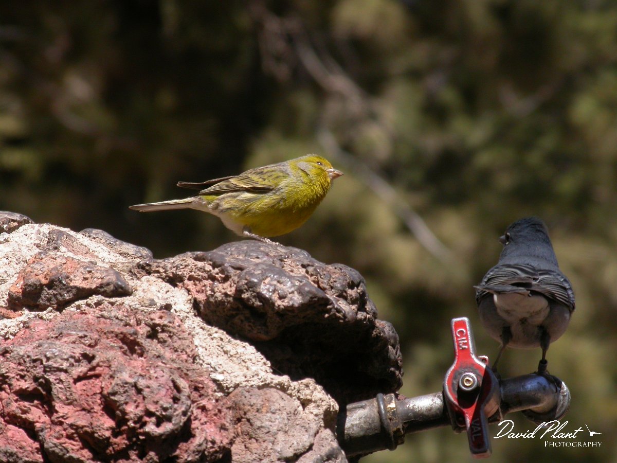 David Plant Photography - Wildlife Photographer - Canary.JPG - Canary