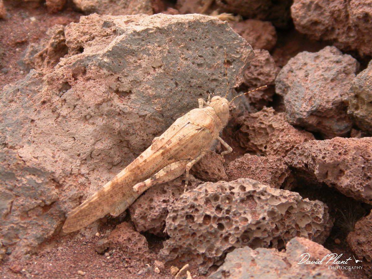 David Plant Photography - Wildlife Photographer - Grasshopper - Oedaleus senegalensis.JPG - Oedaleus senegalensis - Grasshopper