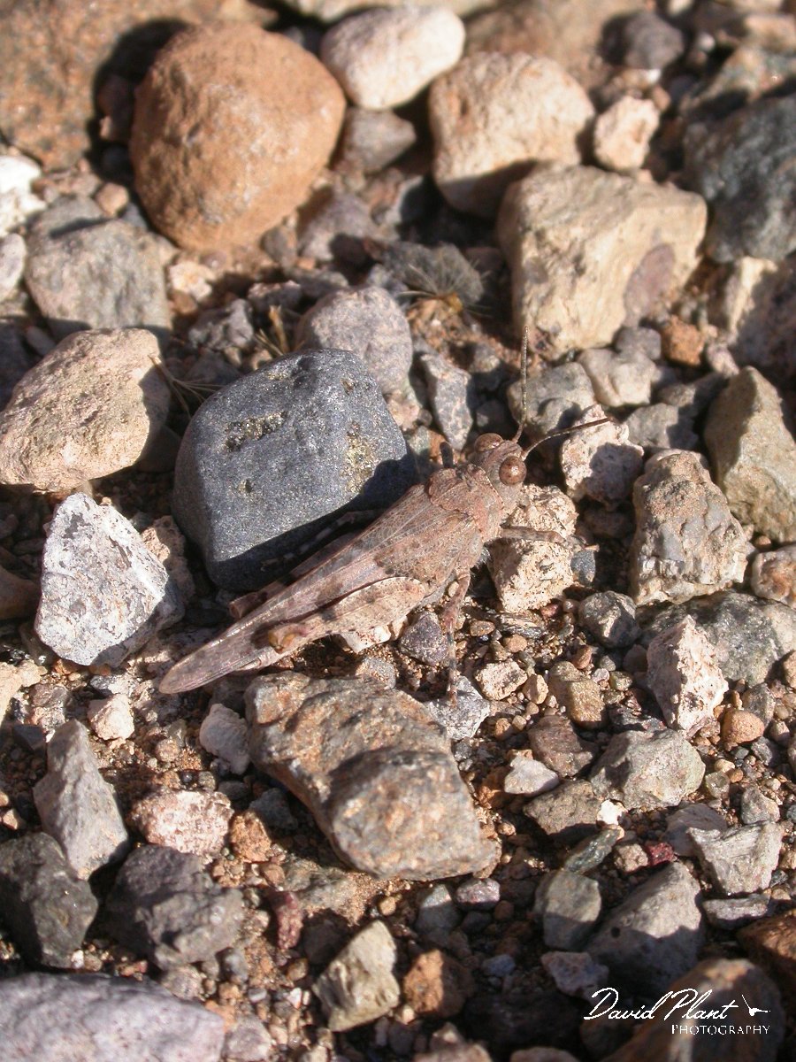 David Plant Photography - Wildlife Photographer - Grasshopper - Oedipoda canariensis.JPG - Oedipoda canariensis - Grasshopper