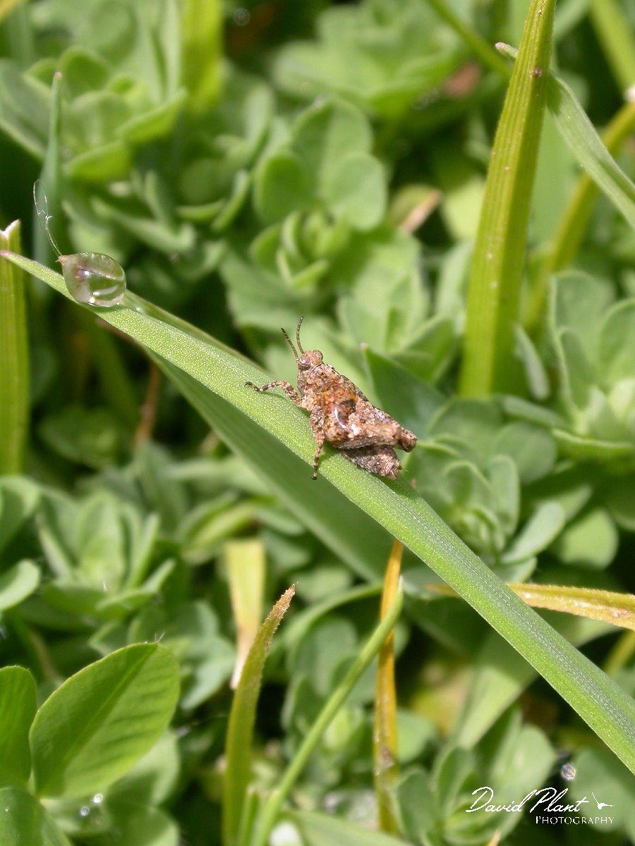 David Plant Photography - Wildlife Photographer - Groundhopper - Paratettix meridionalis.JPG - Paratettix meridionalis - Groundhopper