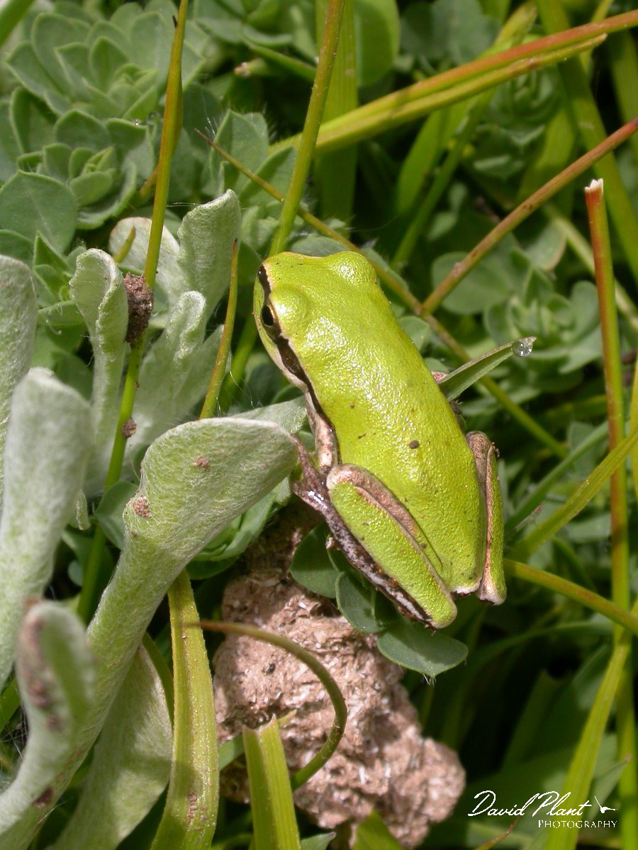 David Plant Photography - Wildlife Photographer - Stripeless tree frog.jpg - Stripeless tree frog