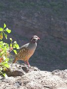 David Plant Photography - Wildlife Photographer - Barbary partridge