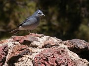 David Plant Photography - Wildlife Photographer - Blue chaffinch - male