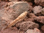 David Plant Photography - Wildlife Photographer - Grasshopper - Oedaleus senegalensis