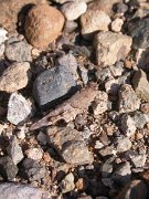 David Plant Photography - Wildlife Photographer - Grasshopper - Oedipoda canariensis