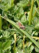 David Plant Photography - Wildlife Photographer - Groundhopper - Paratettix meridionalis